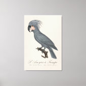 Toile Palmiste noir, Probosciger aterrimus (Recto)