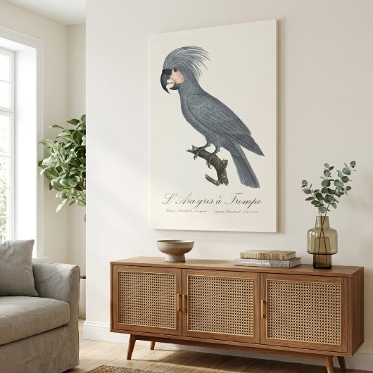 Toile Palmiste noir, Probosciger aterrimus