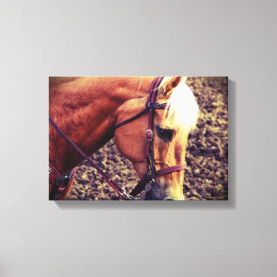 Toile Palomino occidental