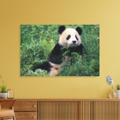 Toile Panda géant dans l'herbe, vallée de Wolong, Sichua (Insitu(Salon))