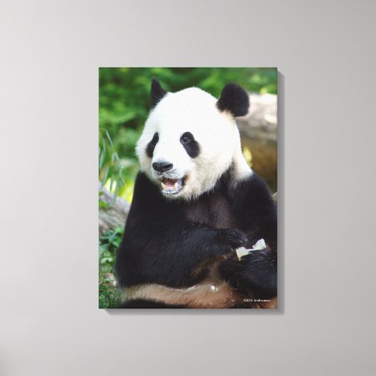 Toile Panda géant mangeant du bambou (Recto)