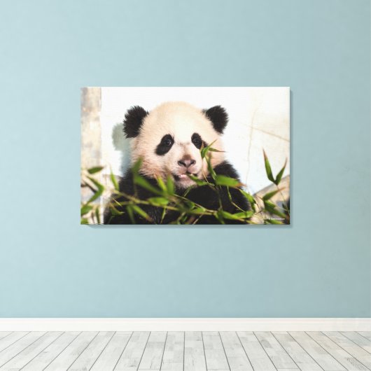 Toile Panda géant penché contre le mur (Insitu (Plancher de Bois))
