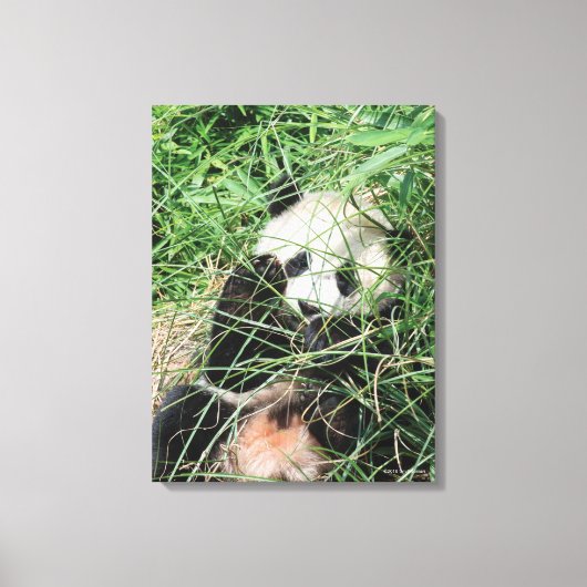 Toile Panda Géant Se Cache Dans L'Herbe (Recto)