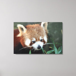 Toile Panda roux, Taronga Zoo, Sydney, Australie