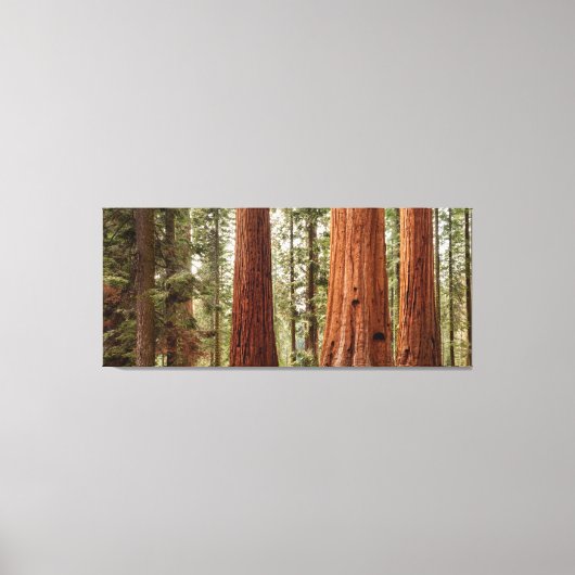 Toile Panorama géant Sequoia (Recto)