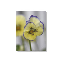 Pansies jaunes et violets - Botanique vintage