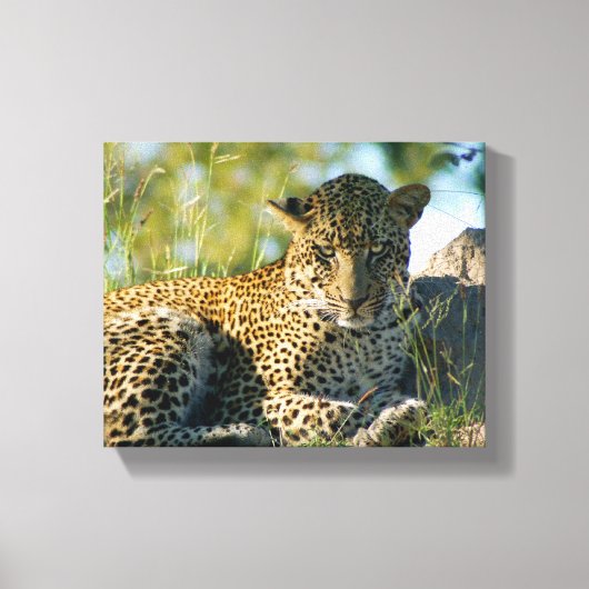 Toile panthera pardus Kruger (Recto)