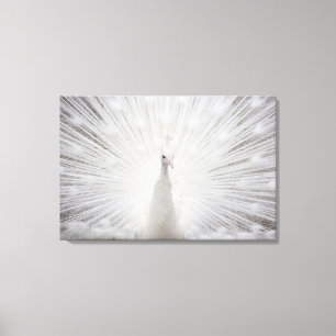 Toile Paon blanc