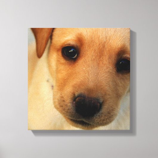 Toile Papier de marionnettes Labrador Retriever (Recto)