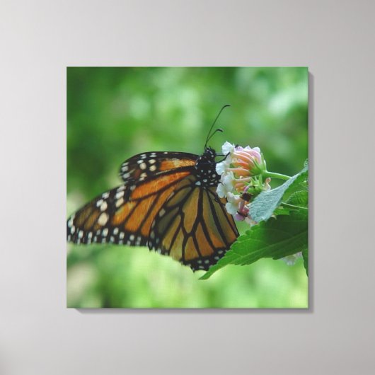 Toile Papier papillon Monarque (Recto)