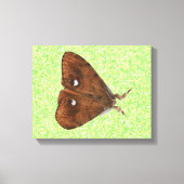 Toile Papier Vapourer Moth (Recto)