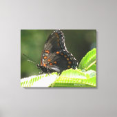 Toile papillon (Recto)