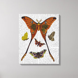 Toile Papillon 2