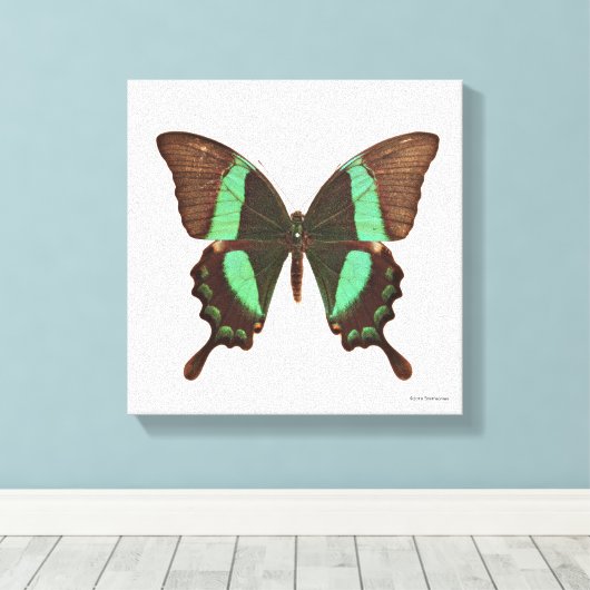 Toile Papillon à queue blanche (Insitu (Plancher de Bois))