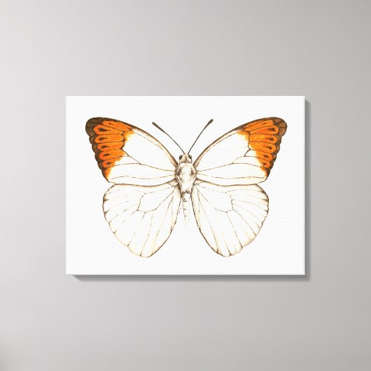 Toile Papillon aquarelle, grand tip orangé (Recto)