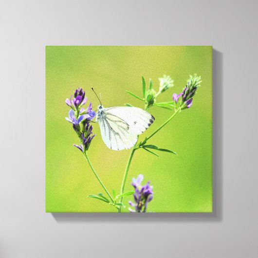 Toile Papillon Blanc à Veines Vertes (Recto)