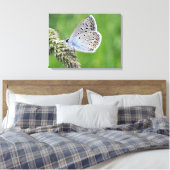 Toile Papillon bleu commun sur l'herbe (Insitu(Chambre))