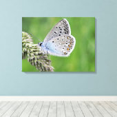 Toile Papillon bleu commun sur l'herbe (Insitu (Plancher de Bois))