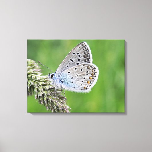 Toile Papillon bleu commun sur l'herbe (Recto)