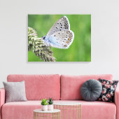 Toile Papillon bleu commun sur l'herbe (Insitu(Salon))