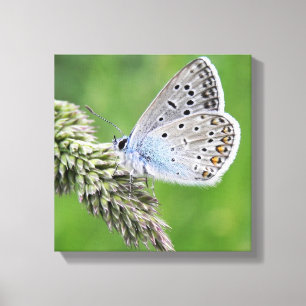 Toile Papillon bleu commun sur l'herbe