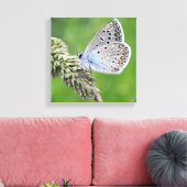 Toile Papillon bleu commun sur l'herbe (Insitu(Salon))