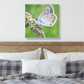 Toile Papillon bleu commun sur l'herbe (Insitu(Chambre))