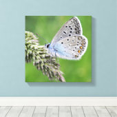 Toile Papillon bleu commun sur l'herbe (Insitu (Plancher de Bois))