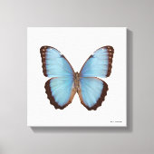 Toile Papillon bleu Morpho (Recto)