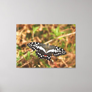 Toile Papillon Citron dans la Nature Ailes Endommagées,