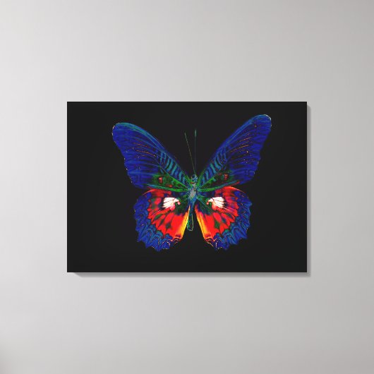 Toile Papillon coloré sur fond noir 3 (Recto)