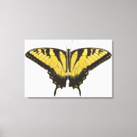 Papillon de l'épaisse queue de tigre occidentale