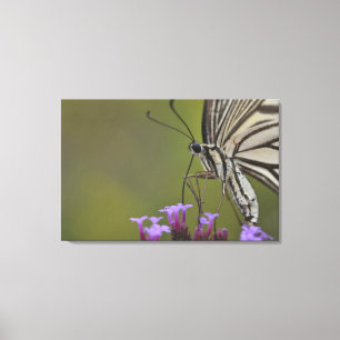 Toile Papillon de machaon sur la fleur, Chiba