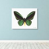 Toile Papillon d'oiseau vert (Insitu (Plancher de Bois))