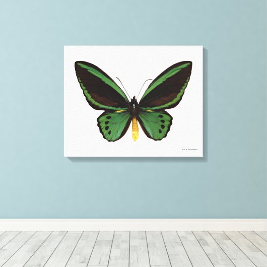 Toile Papillon d'oiseau vert (Insitu (Plancher de Bois))
