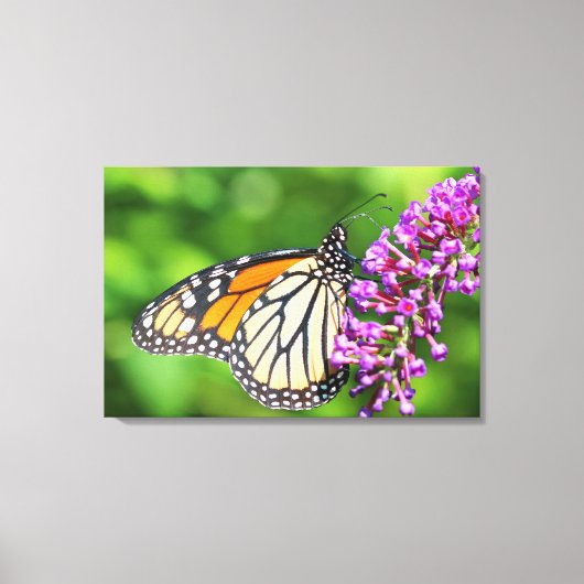 Toile Papillon monarque - Danaus plexippus - Femelle (Recto)