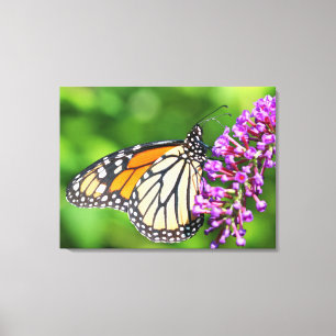 Toile Papillon Monarque - Danaus plexippus - Femme