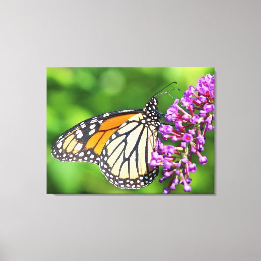 Toile Papillon Monarque - Danaus plexippus - Femme (Recto)