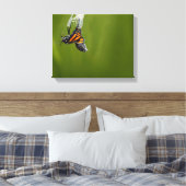Toile Papillon Monarque Émergent De La Photo Cocoon (Insitu(Chambre))