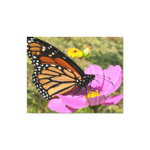 Papillon Selden 2025