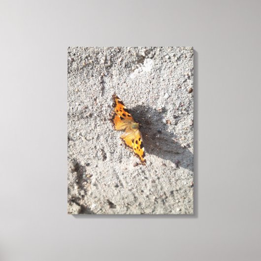 Toile Papillon sous le soleil (Recto)