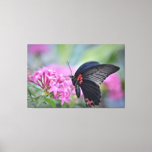 Toile Papillon sur fleur