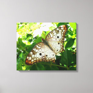 Toile Papillon sur Jasmine Tropical Nature Photographie
