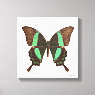 Toile Papillon vert de machaon