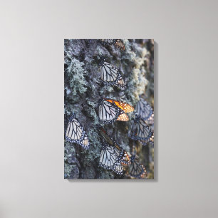 Toile Papillons de monarque sur le pin, sierra Chincua 2