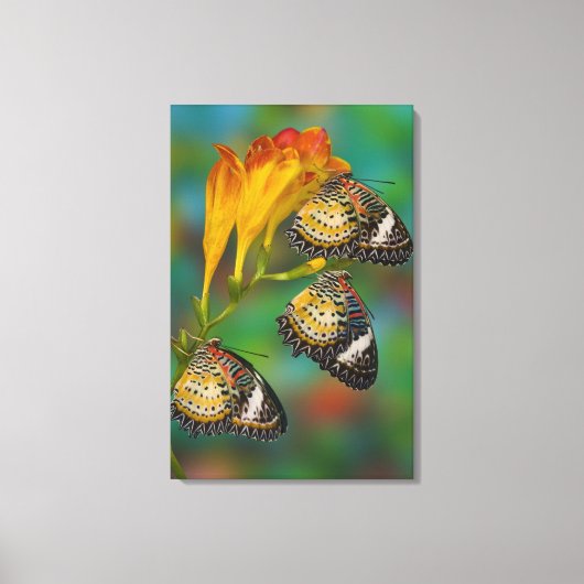 Toile Papillons tropicaux Leopard Lacewing (Cethosia (Recto)