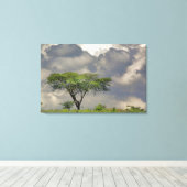 Toile Parapluie Thorn Acacia, Acacia tortilis et (Insitu (Plancher de Bois))