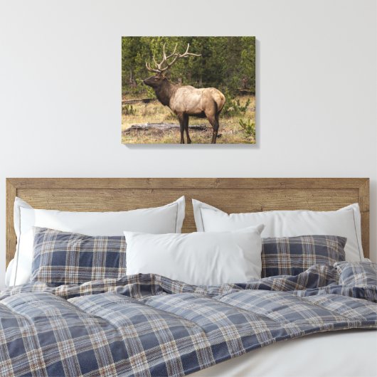 Toile Parc national Bull Elk Yellowstone, Wyoming (Insitu(Chambre))