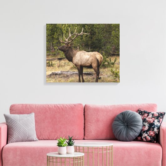 Toile Parc national Bull Elk Yellowstone, Wyoming (Insitu(Salon))