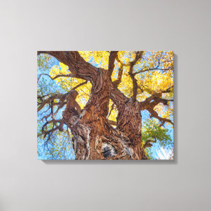 Toile Parc national de Capitol Reef, arbre Cottonwood